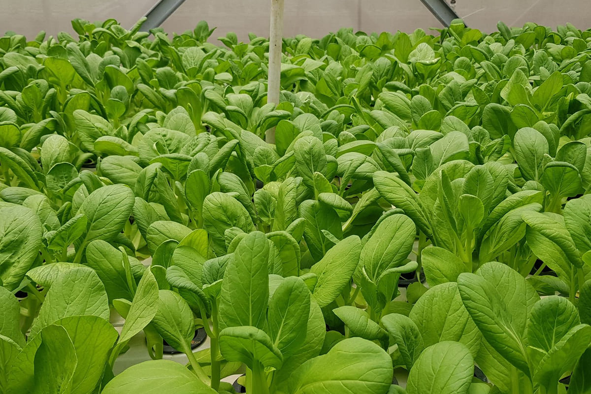 ผักสลัดใบไหม้ขอบ: ปัญหาซับซ้อนที่แก้ได้ด้วย ‘สมดุล’ ไม่ใช่แค่รดน้ำเพิ่ม